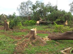 892242_146479285529155_563379717_o